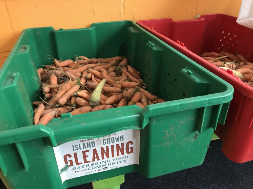 Island Grown Gleaning